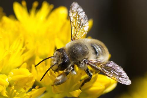 Megachile lagopoda